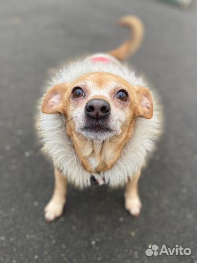 Маленькая собачка в добрые руки