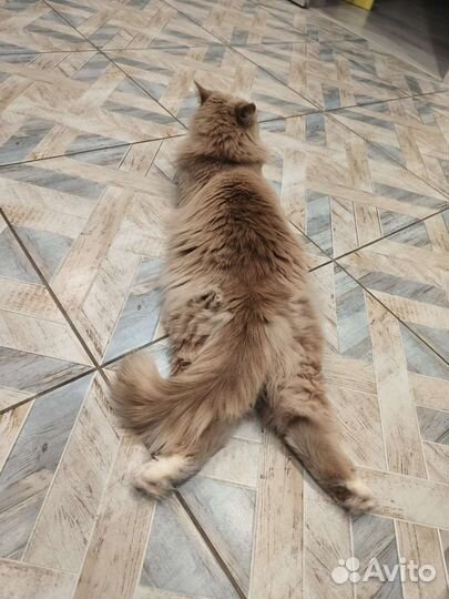 Кошечка, 2 года