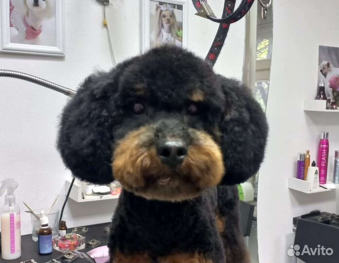 Стрижка собак и кошек. Груминг