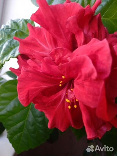 Гибискус китайская роза