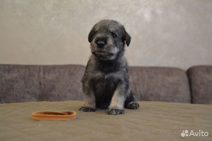 Миттельшнауцер 