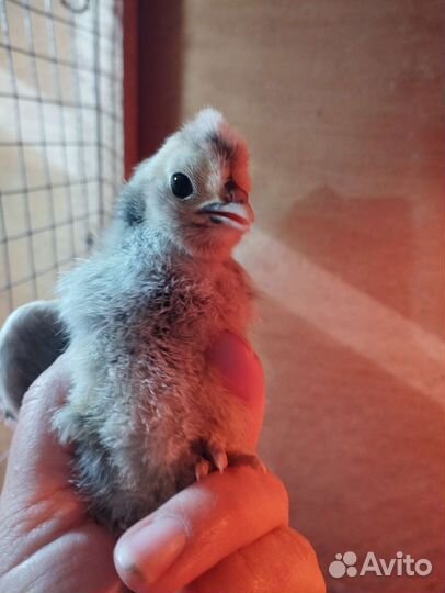 Цыплята, инкубационное яйцо павловских кур