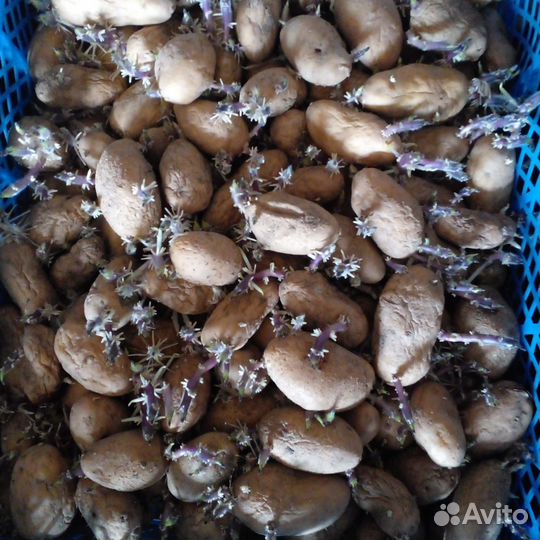 Картофель на посадку