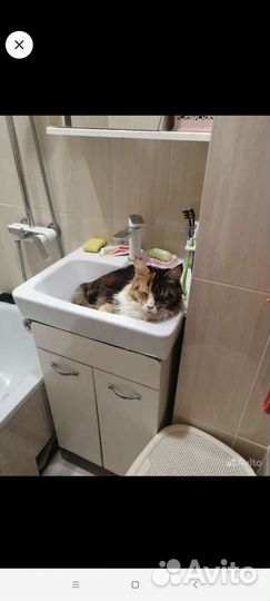 Отдам в добрые руки