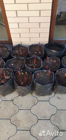 Корни пиона В контейнере Осенньяя посадка