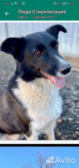 Собака в добрые руки отдам бесплатно