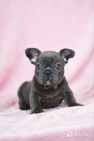 Голубые, черные и другие окрасы