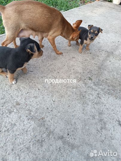 Домашние животные собаки щенки Краснодарский край