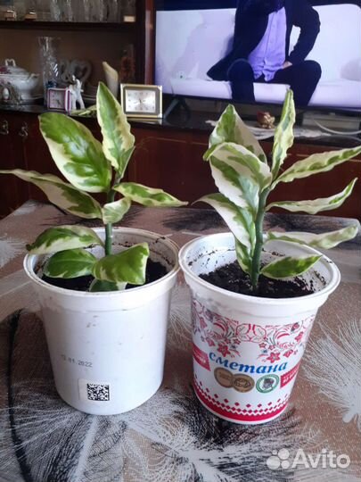 Педилантус, роскошный комнатный цветок