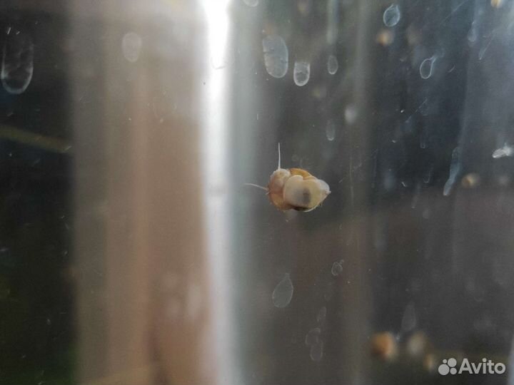 Улитки аквариумные ампулярии