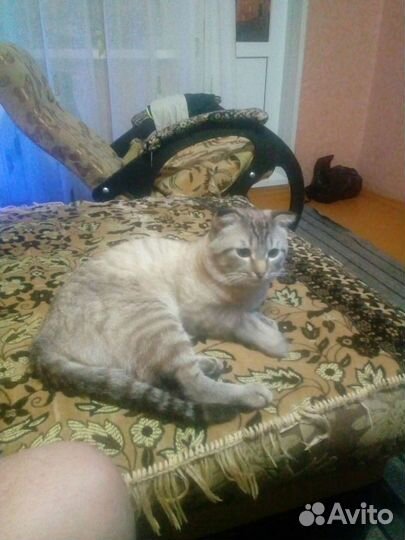 Британский веслоухий