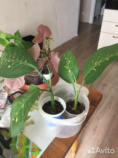 Комнатные растения -диффенбахия