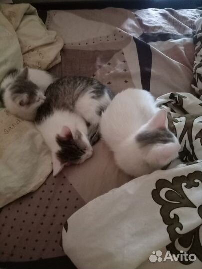 Котята в добрые руки