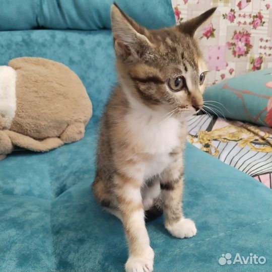 Кошка в дар бесплатно