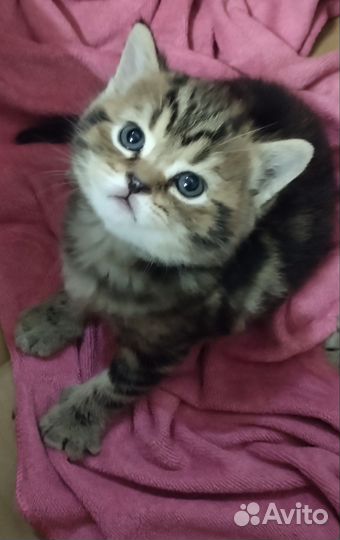 Шотландские котята