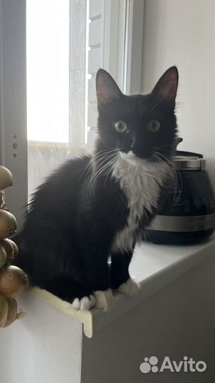 Молодой котик