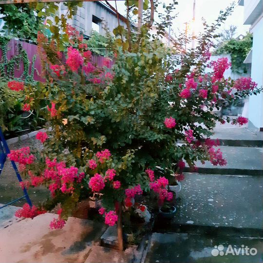 Лагерстремия