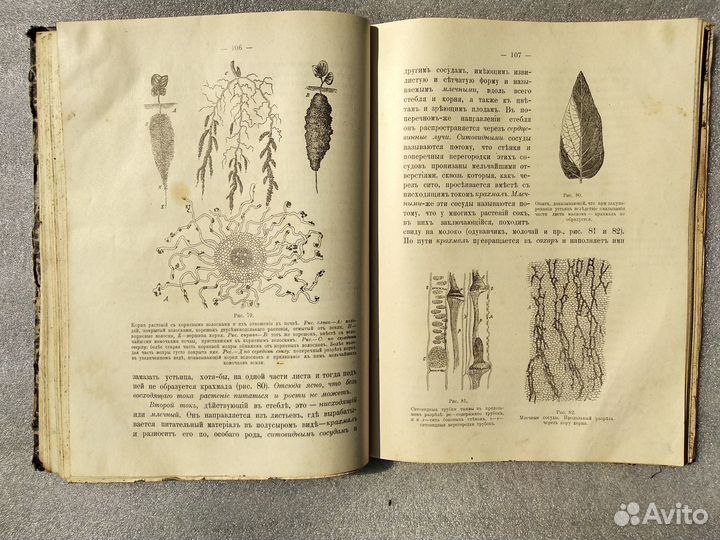 К. Клинген. Кормовые растения и польза от них