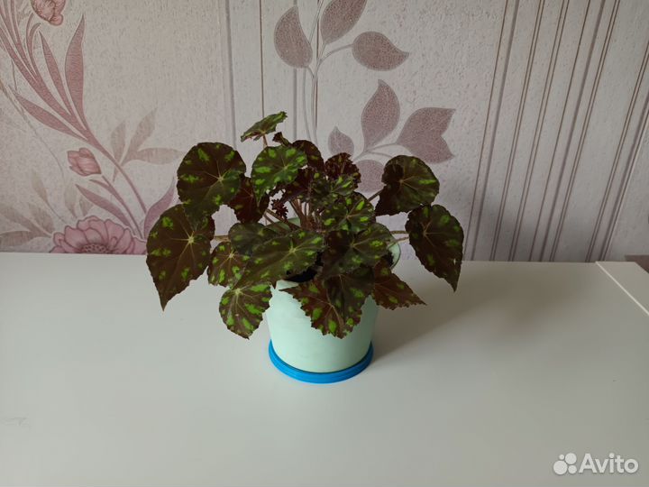 Комнатные цветы