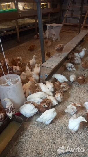 Цыплята Хайсекс Браун