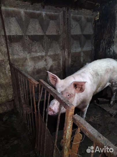 Свиноматки на племя