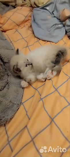 Сибирская кошка