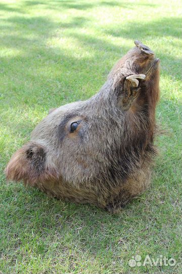 Чучело головы кабана