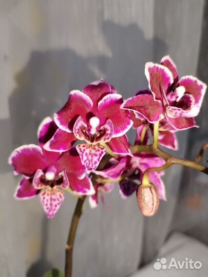 Орхидея фаленопсис