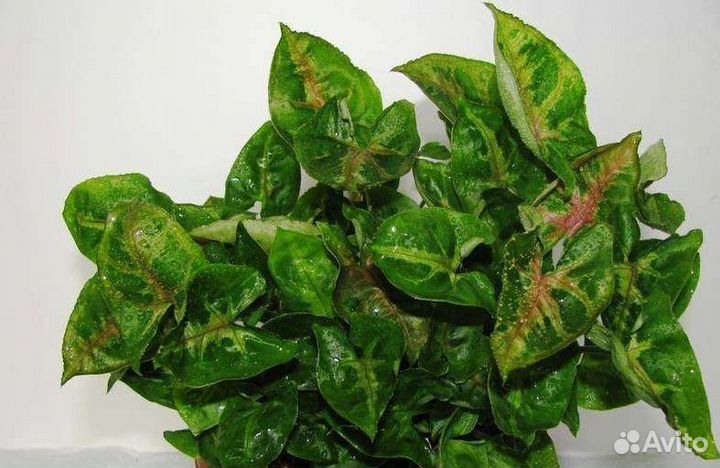 Набор сортовых сингониумов - 6 сортов