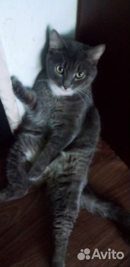 Кот Марсик 1 год