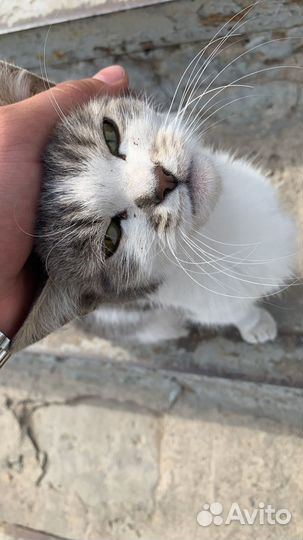 Ласковая кошечка