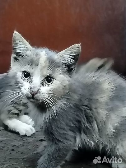 Котята в добрые руки даром бесплатно