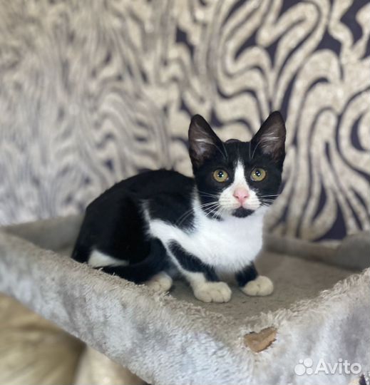 Котенок Черныш