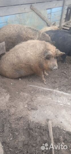 Свиноматки