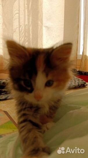 Кошка в добрые руки