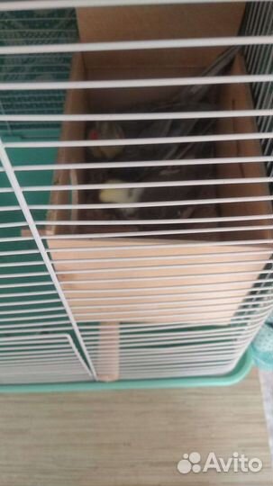 Попугай корелла ручной