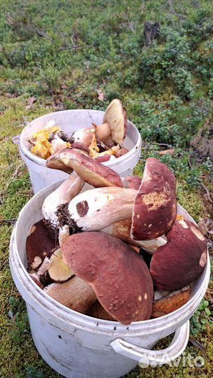 Грибы и ягоды. Возможна доставка