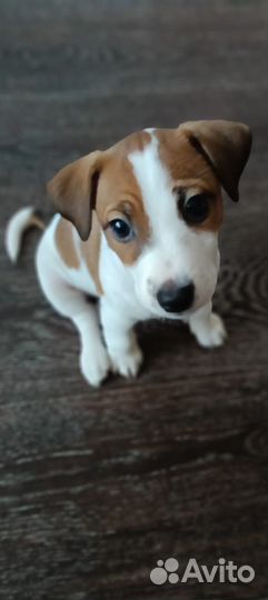 Джек Рассел терьер