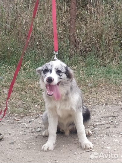 Бордер коли щенки