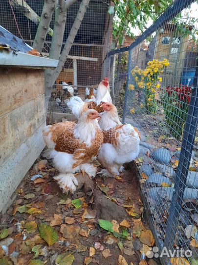 Инкубационное яйцо