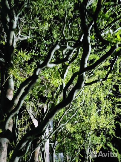 Ива извилистая, Матсудана