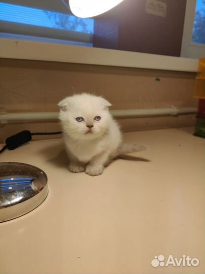 Кот шотландец