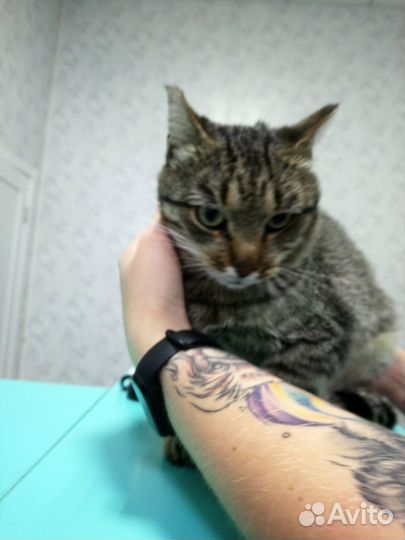 Кот бесплатно в добрые руки