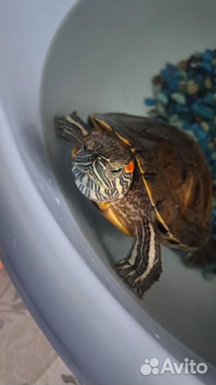 Красноухая черепаха девочка