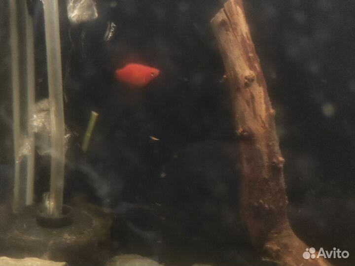 Пецилии 3 шт