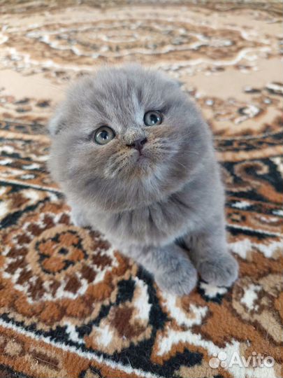 Шотладские вислоухие котята