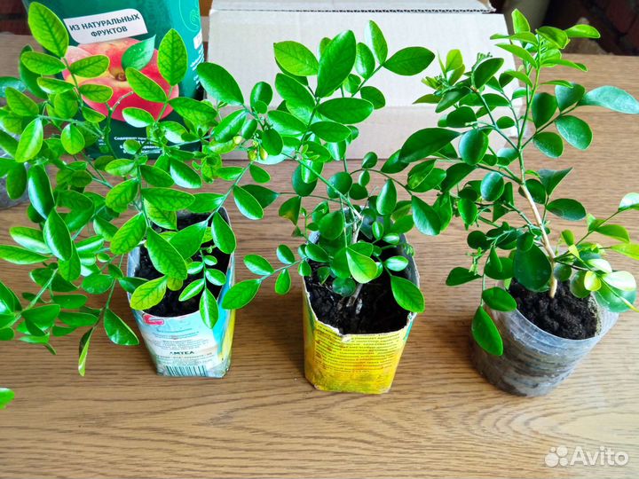 Муррая метельчатая