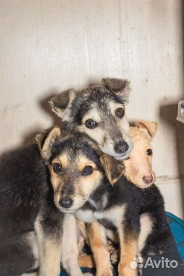 Щенки в добрые руки