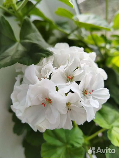 Пеларгония герань