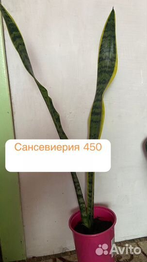 Комнатные цветы